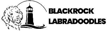 Black Rock Australian Labradoodles